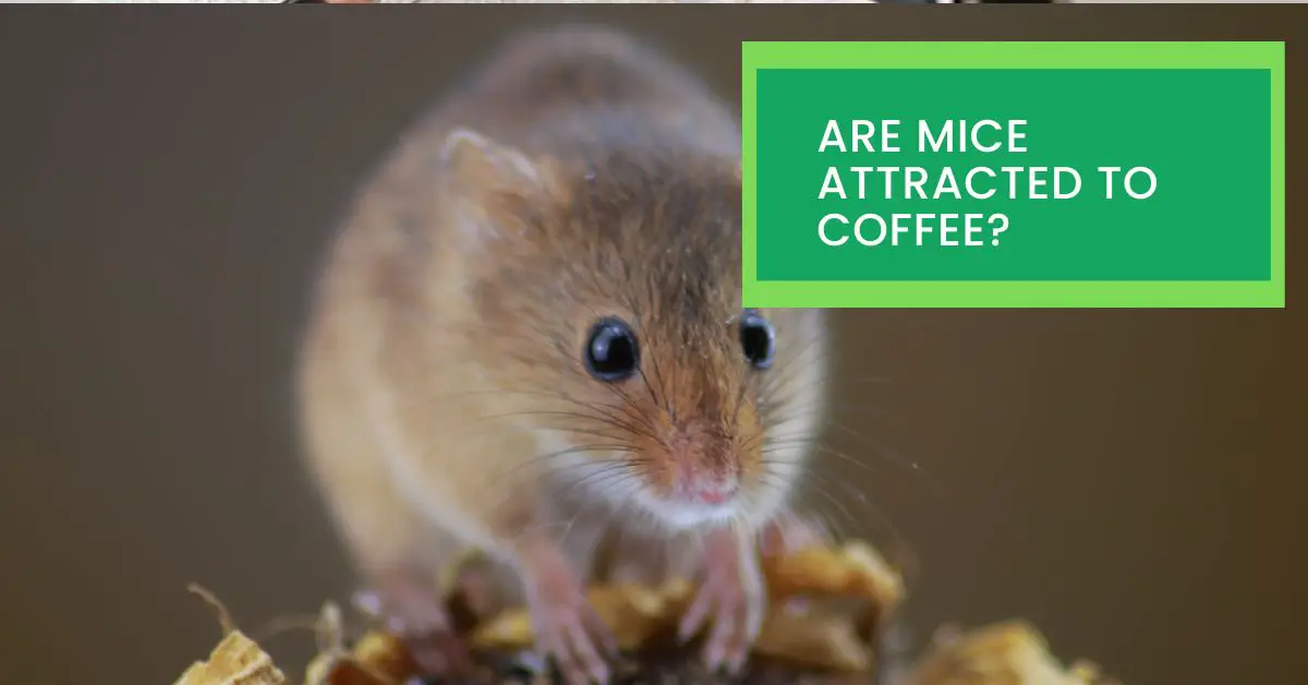 Are Mice Attracted to Coffee? Read This to Find Out Whether Mice Are