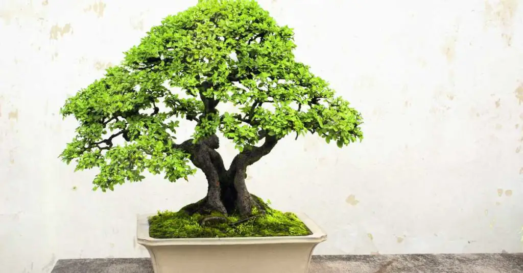 Are coffee grounds good for bonsai trees