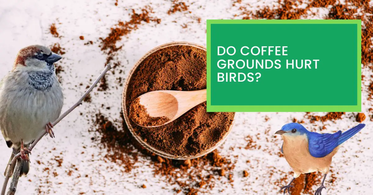 Do Coffee Grounds Hurt Birds? Read This to Find Out Whether Coffee