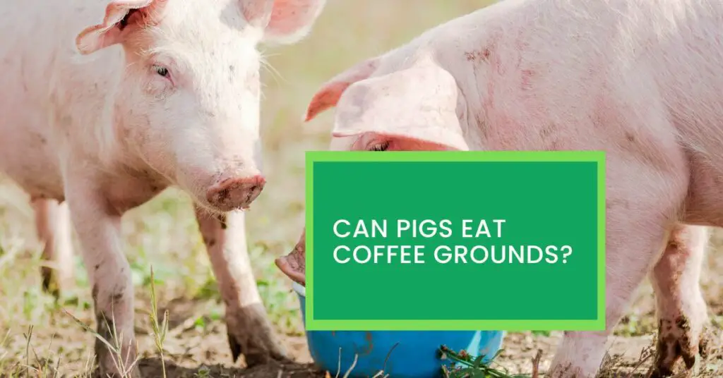 Can Pigs Eat Coffee Grounds?