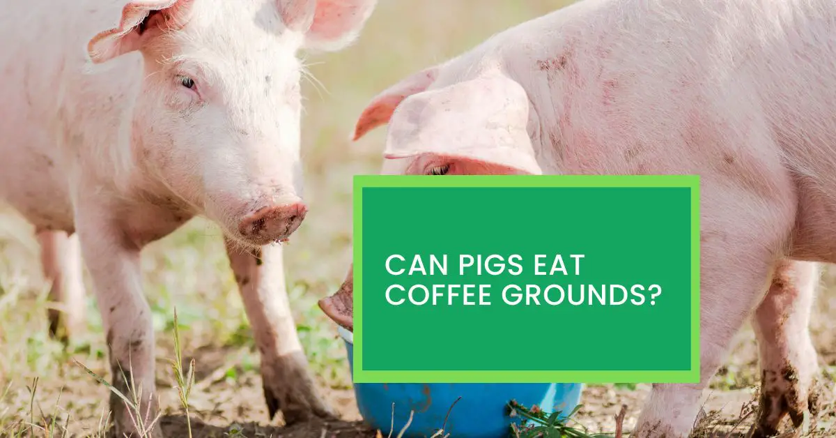 Can Pigs Eat Coffee Grounds? Read This Before Giving Coffee Grounds to