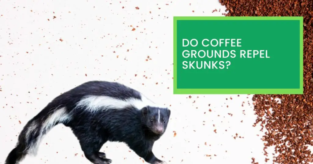 Do Coffee Grounds Repel Skunks?