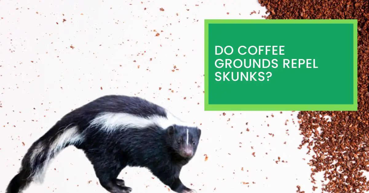 Do Coffee Grounds Repel Skunks? Read This to Find Out Whether Coffee