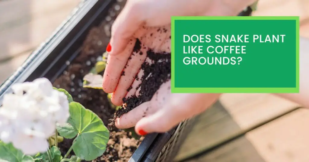 Does Snake Plant Like Coffee Grounds?