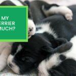 Why Does my Boston Terrier Sleep so Much?