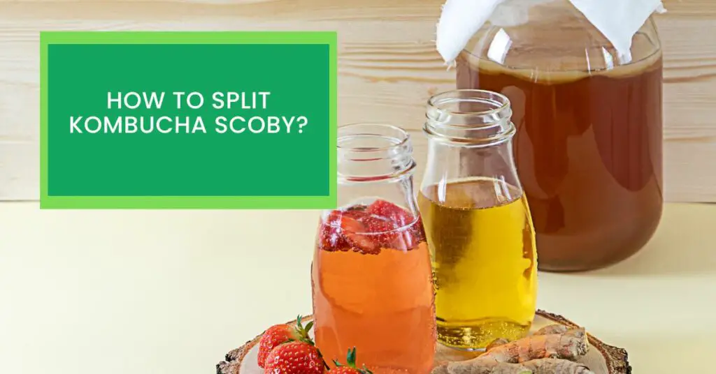 How to Split Kombucha Scoby? Read This to Learn About How to Split Kombucha Scoby.