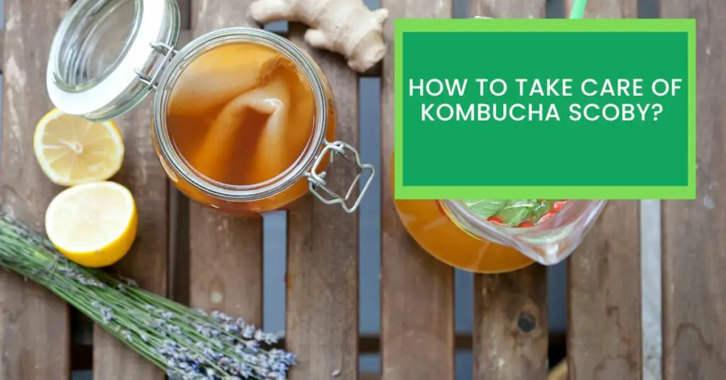 How to Take Care of Kombucha SCOBY? Read This to Find Out The Correct Way You Should Care Your Kombucha SCOBY.