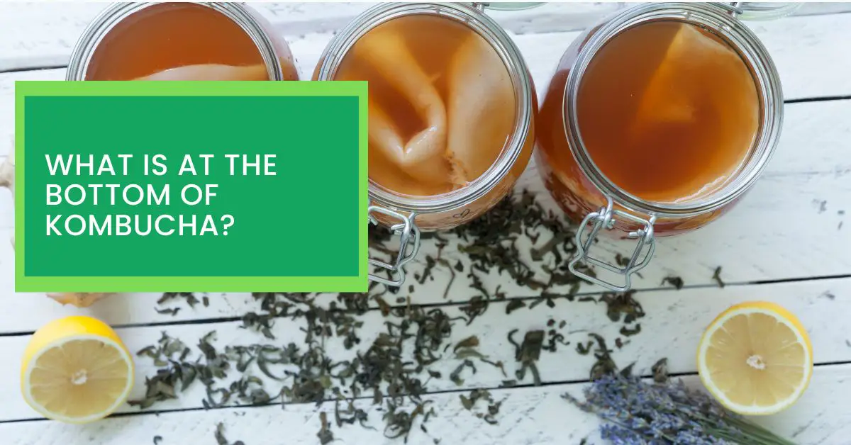 What is at The Bottom of Kombucha? Read This to Find Out More About The