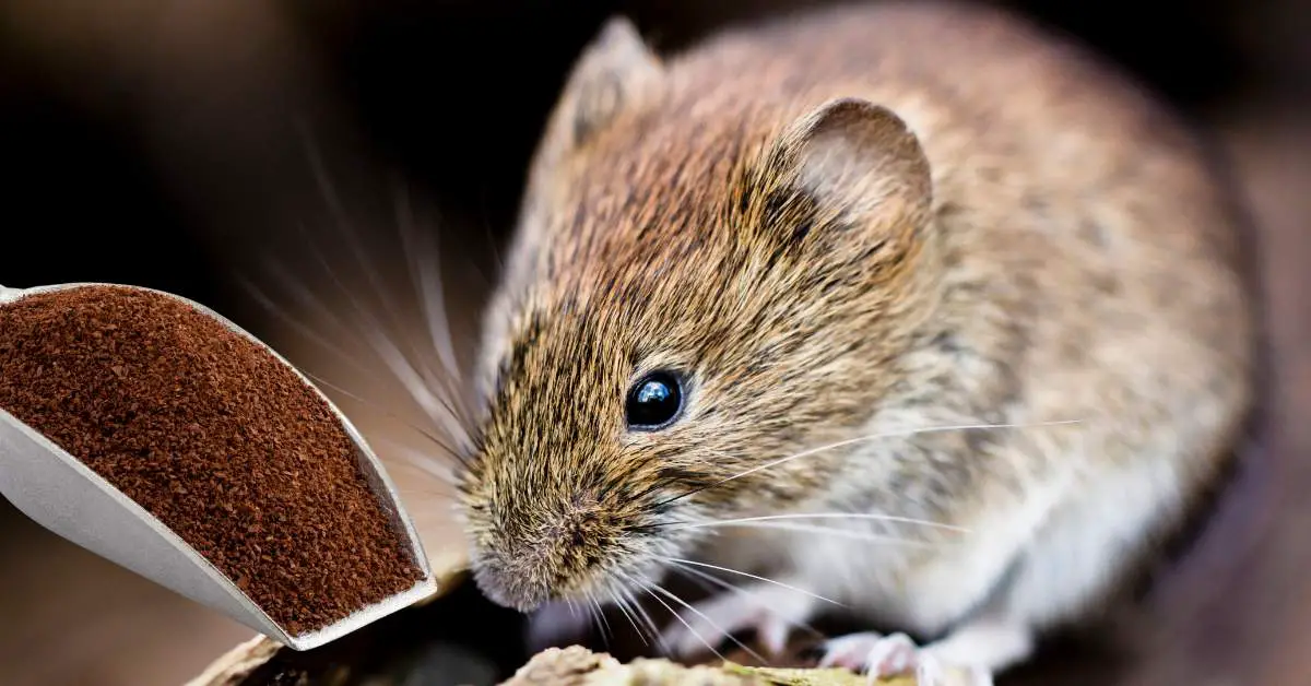 Do Coffee Grounds Repel Voles