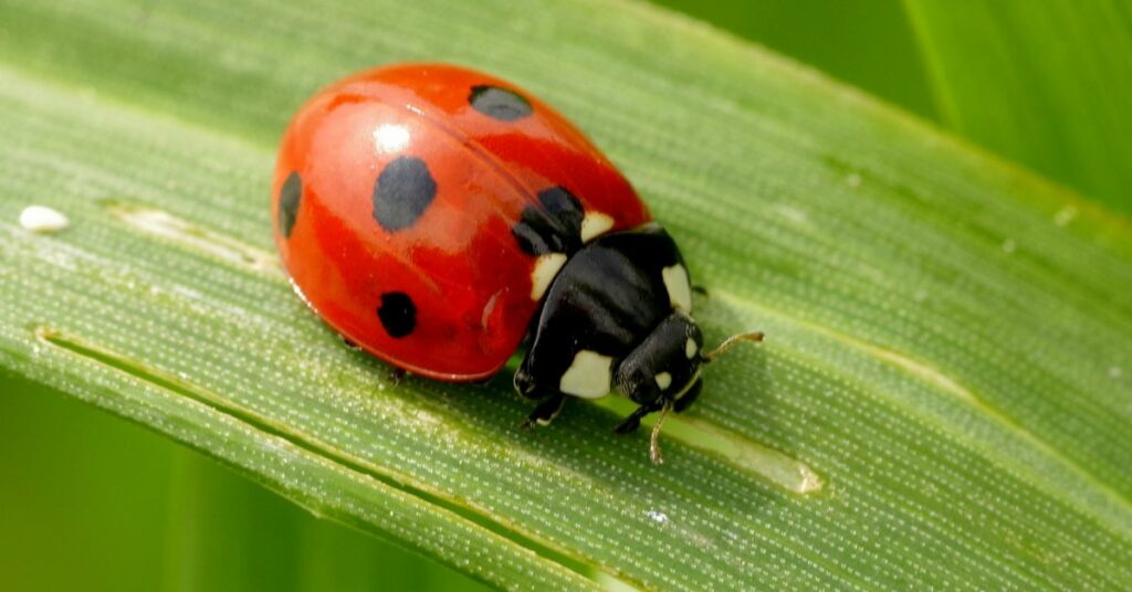 How Long Do Ladybugs Sleep? Things You Need To Know About Ladybugs Sleeping Habits.