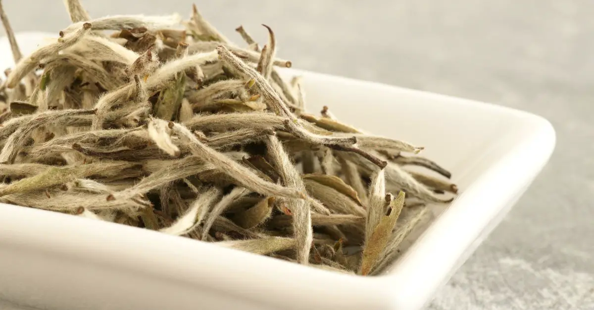 How to Brew Silver Needle White Tea? Things You Need to Know About