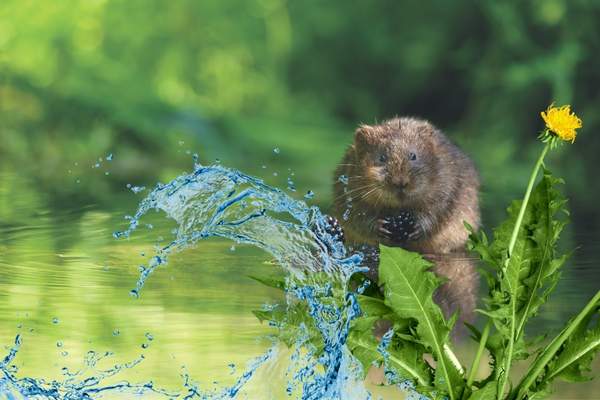 Why Do Voles Infest the Garden?