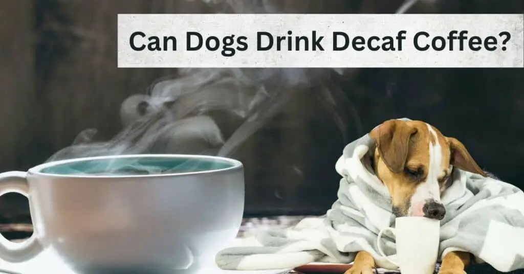 Can Dogs Drink Decaf Coffee?