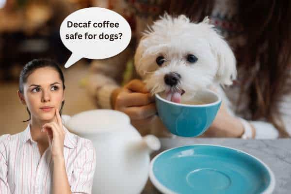Is Decaf Coffee Good for Dogs?