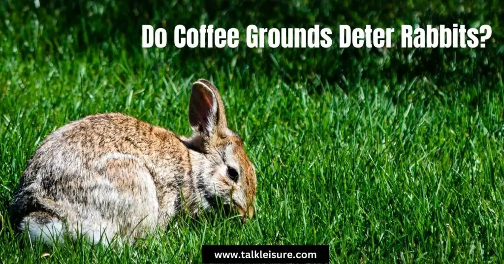 Do Coffee Grounds Deter Rabbits?