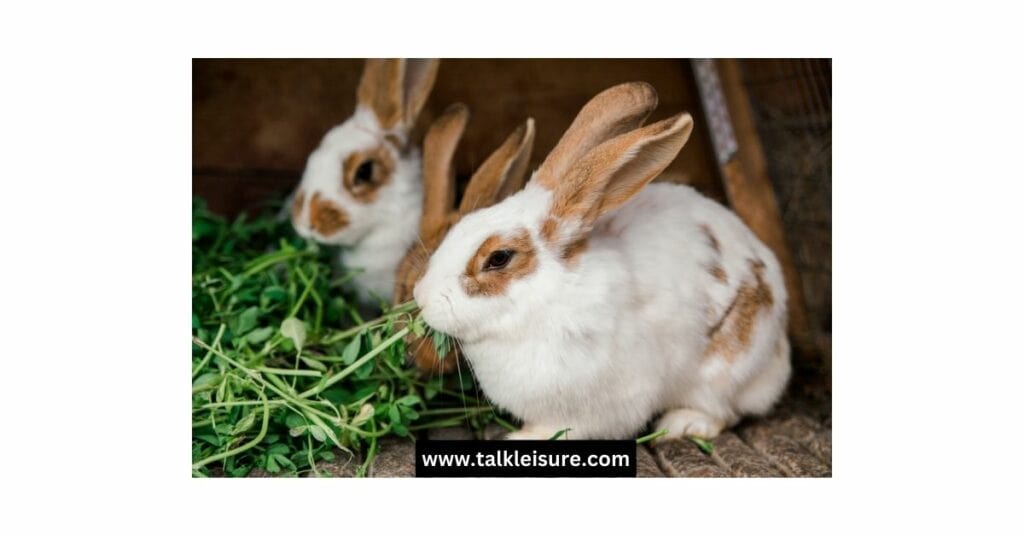 Do Coffee Grounds Deter Rabbits?