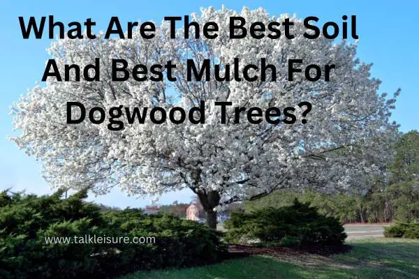Are Coffee Grounds Are Good For Dogwood Trees
