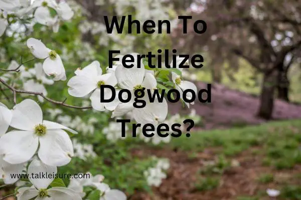 Are Coffee Grounds Are Good For Dogwood Trees