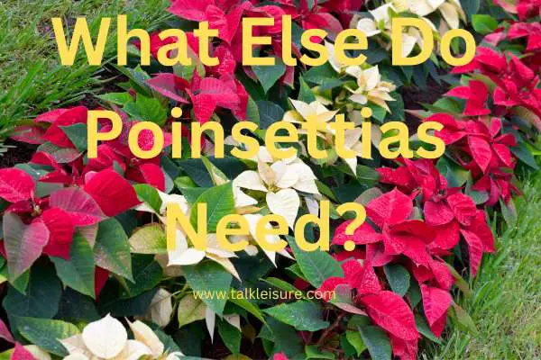 Are Coffee Grounds Good For Poinsettias