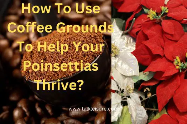 Are Coffee Grounds Good For Poinsettias