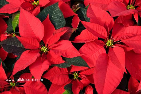 Are Coffee Grounds Good For Poinsettias