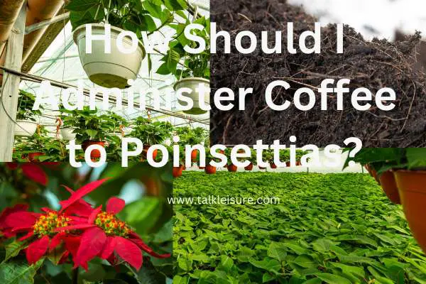 Are Coffee Grounds Good For Poinsettias