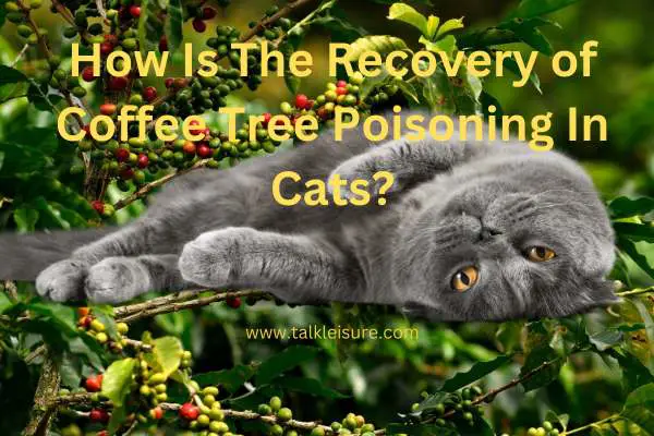 Are Coffee Plants Poisonous To Cats