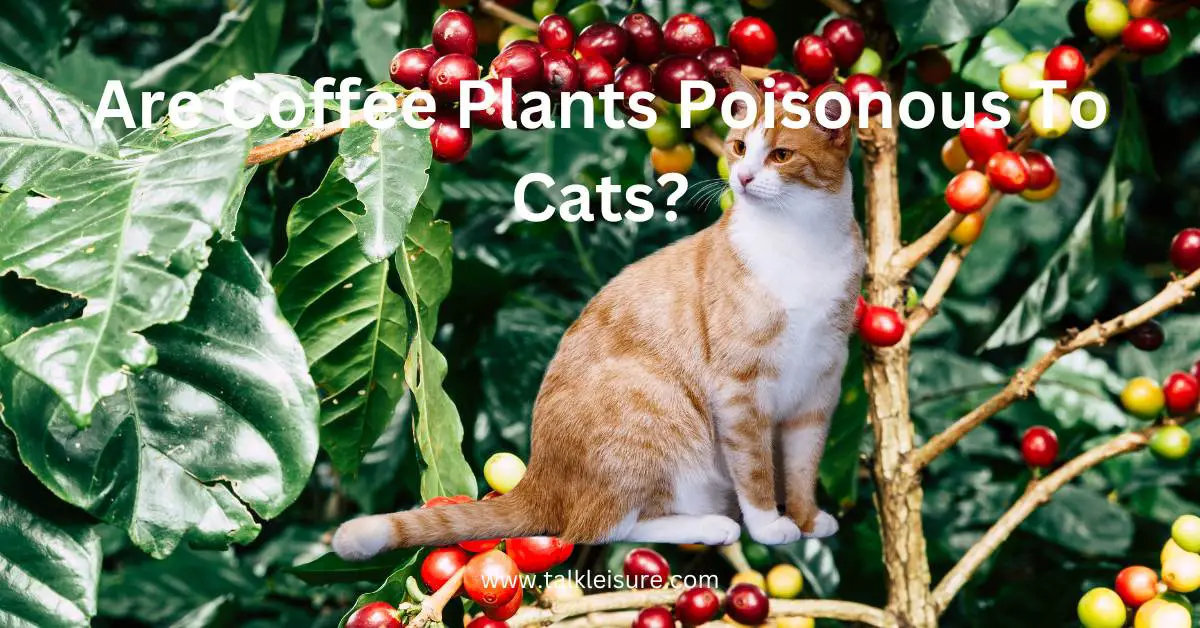 Are Coffee Plants Poisonous To Cats? - Symptoms and Treatments - Talk