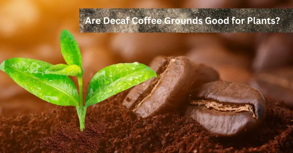 Are Decaf Coffee Grounds Good for Plants?