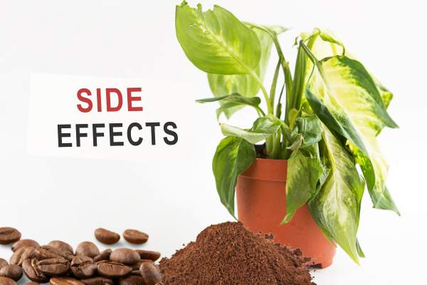 Side Effects of Using Decaf Coffee Grounds on Plants