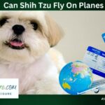 Can Shih Tzu Fly On Planes