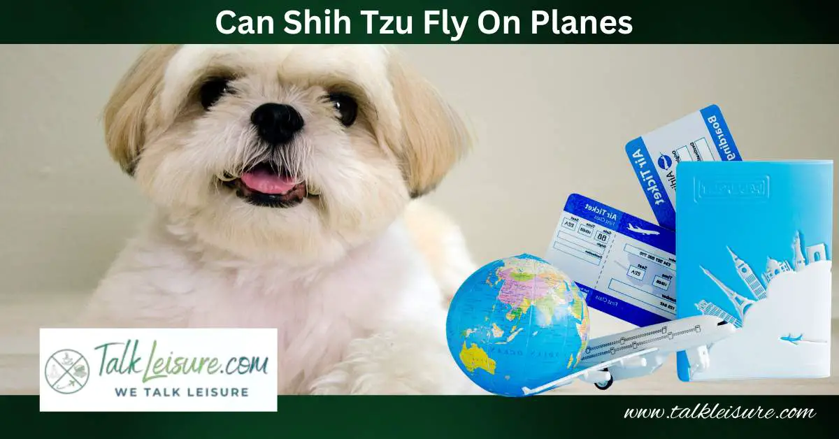 Can Shih Tzu Fly On Planes