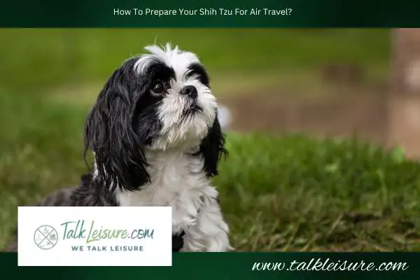 How To Prepare Your Shih Tzu For Air Travel?