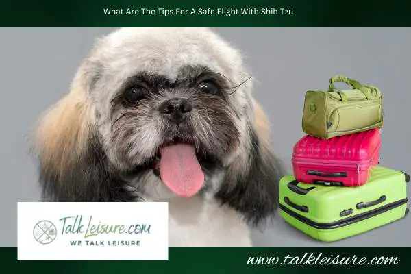 What Are The Tips For A Safe Flight With Shih Tzu?