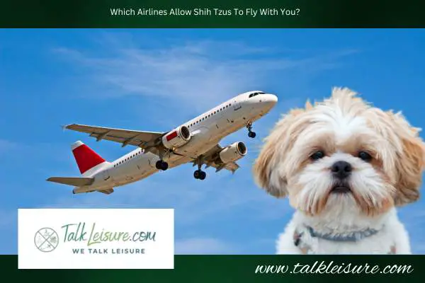 Which Airlines Allow Shih Tzus To Fly With You?