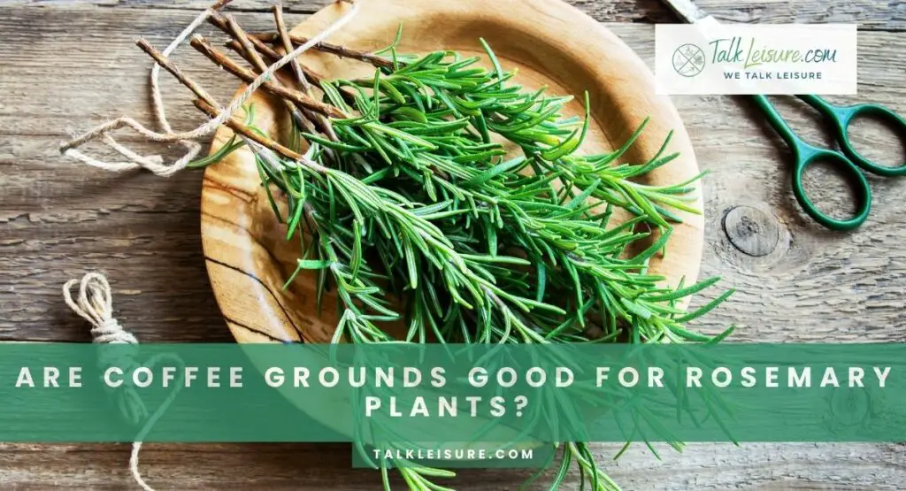 Are Coffee Grounds Good for Rosemary Plants?
