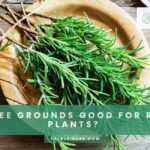 Are Coffee Grounds Good for Rosemary Plants?
