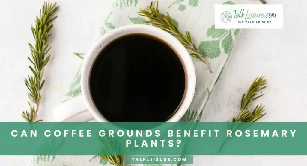 Can Coffee Grounds Benefit Rosemary Plants?