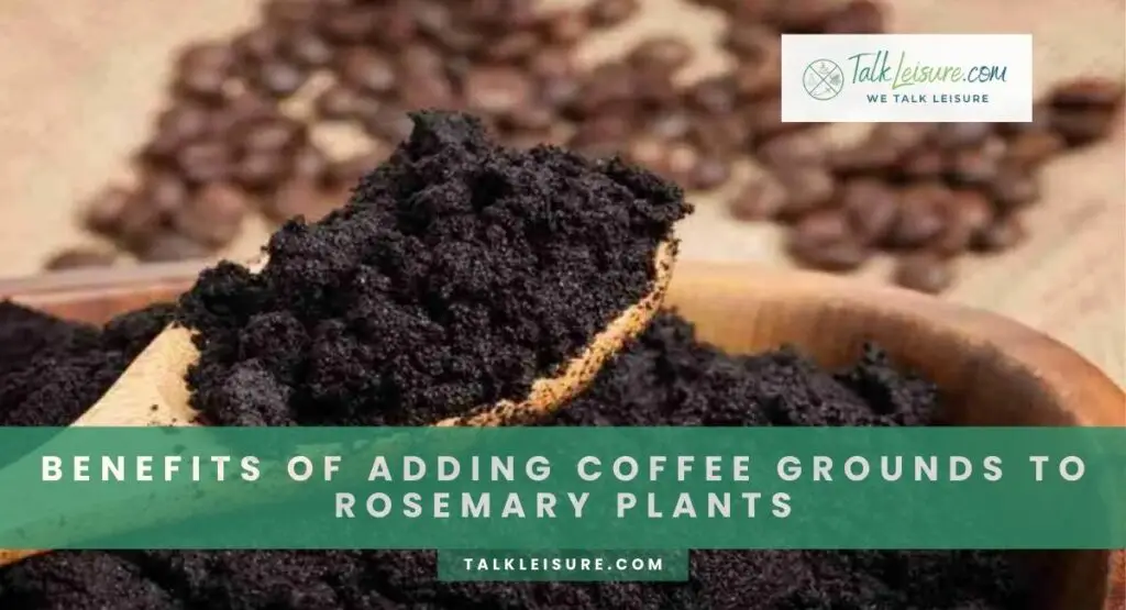 Benefits Of Adding Coffee Grounds To Rosemary Plants