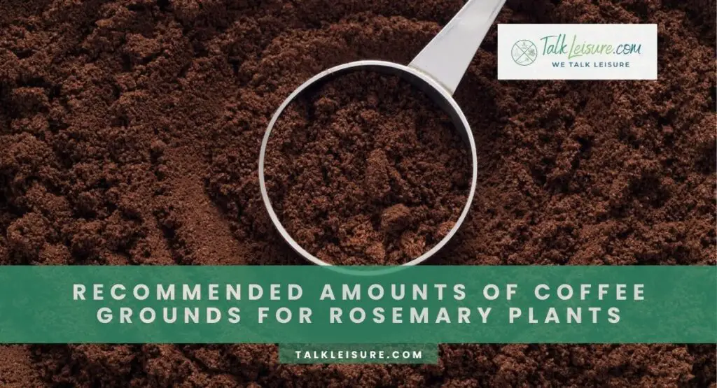 Recommended Amounts Of Coffee Grounds For Rosemary Plants