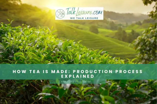 How Tea Is Made Production Process Explained