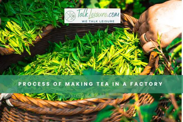 Process Of Making Tea In A Factory