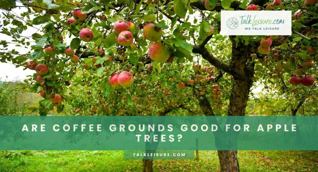 Are Coffee Grounds Good for Apple Trees?