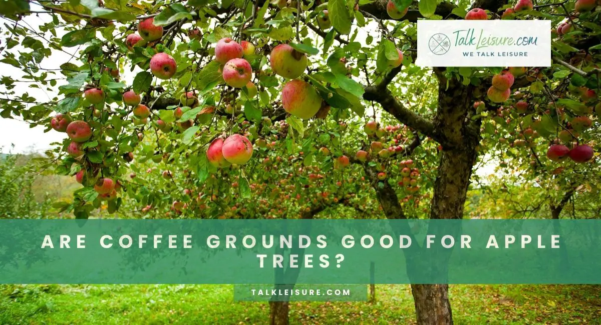 Are Coffee Grounds Good for Apple Trees? Talk Leisure
