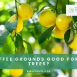 Are Used Coffee Grounds Good for Lemon Trees?