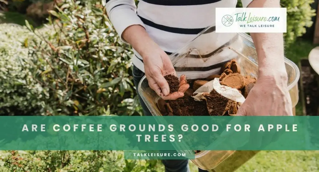 Are Coffee Grounds Good For Apple Trees?