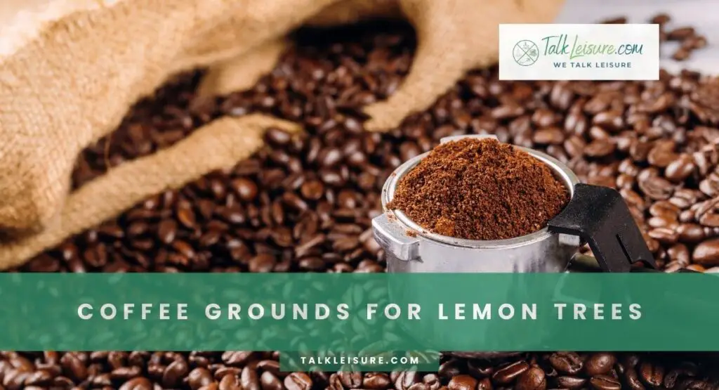 Coffee Grounds For Lemon Trees