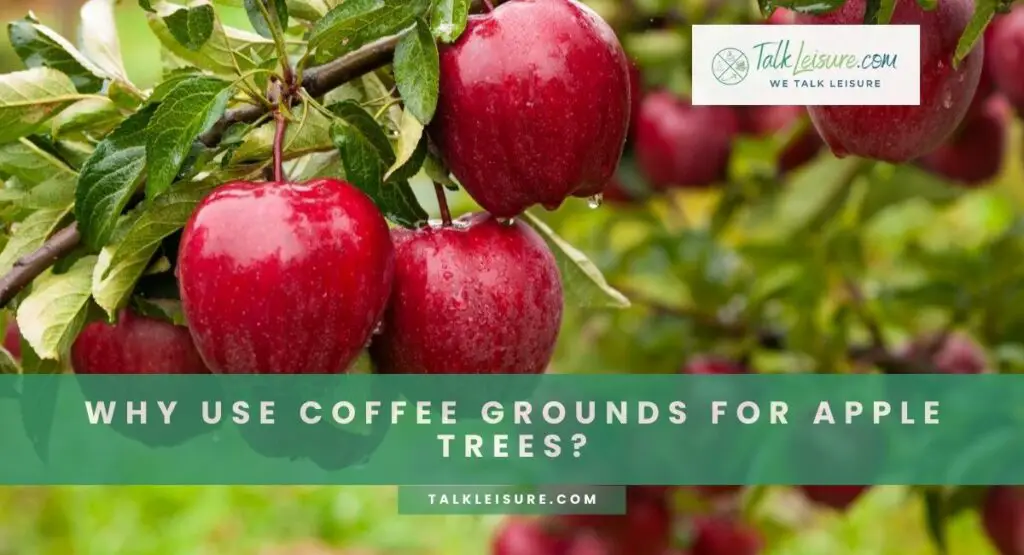 Why Use Coffee Grounds For Apple Trees?