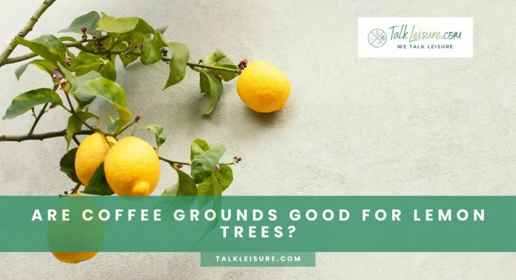 Are Coffee Grounds Good For Lemon Trees?