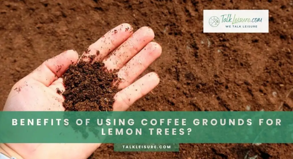 Benefits Of Using Coffee Grounds For Lemon Trees?